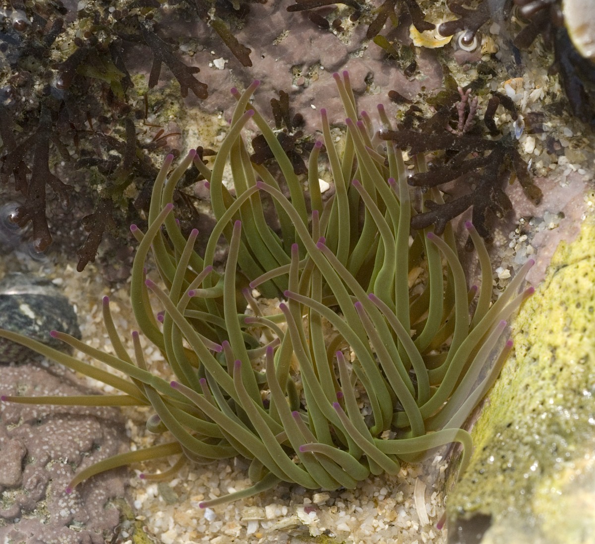 Anemonia viridis, Snakelocks Anemone
